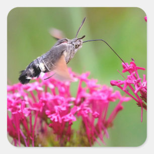 Adesivo Quadrado Borboleta Hawk-moth Hummingbird em voo