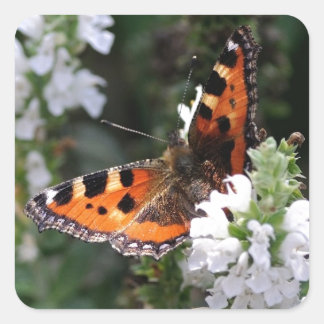 Adesivo Quadrado Borboleta Laranja e Preta em Flores Brancas