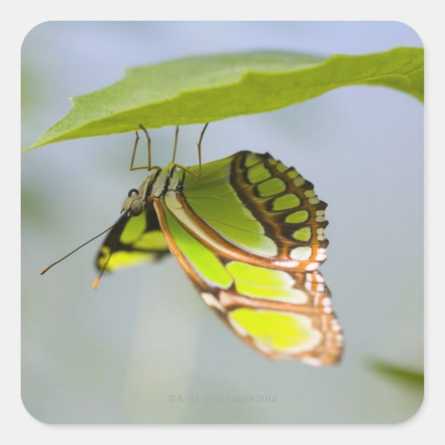 Adesivo Quadrado Borboleta malaquita em folha (Frente)