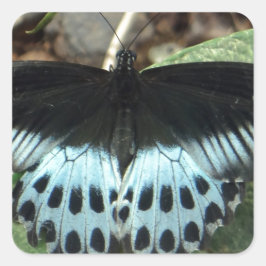 Adesivo Quadrado Borboleta Mórmon Iridescente Azul
