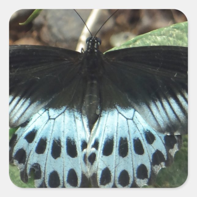 Adesivo Quadrado Borboleta Mórmon Iridescente Azul (Frente)