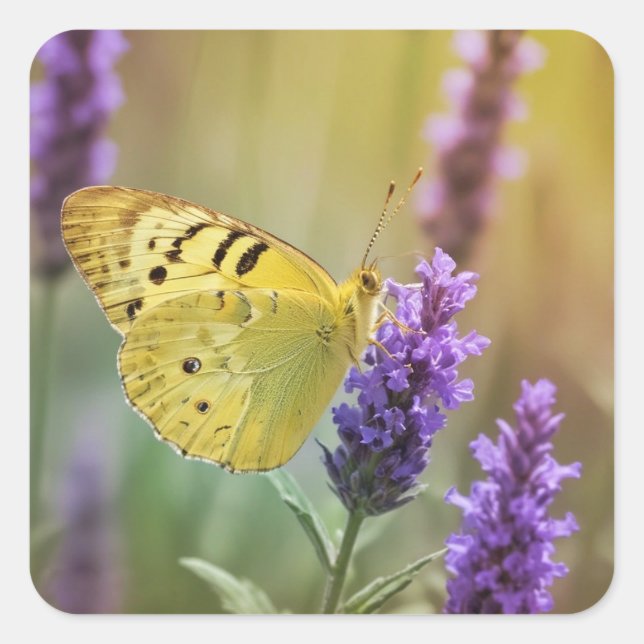 Adesivo Quadrado Borboleta na Lavanda (Frente)