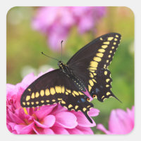 Borboleta Negra