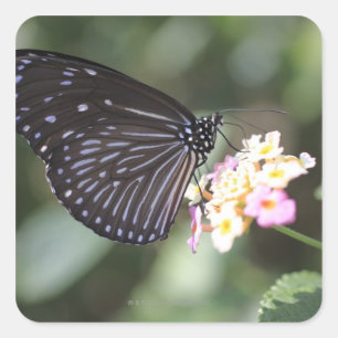 Adesivo Quadrado Borboleta preta e azul na flor