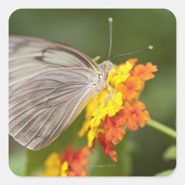 Adesivo Quadrado Borboleta simples em flores amarelas e vermelhas (Frente)