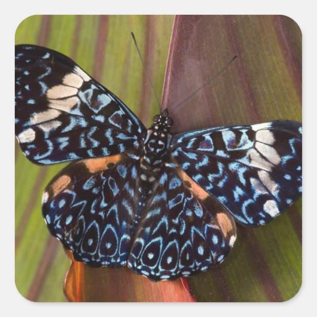 Adesivo Quadrado Borboleta Tropical (Frente)