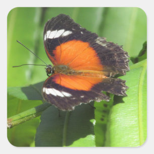 Adesivo Quadrado Borboleta tropical