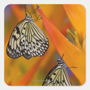 Adesivo Quadrado Borboletas de papel do papagaio (leuconoe da