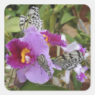Adesivo Quadrado Borboletas de papel do papagaio (leuconoe da