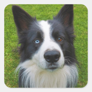 Adesivo Quadrado Border Collie
