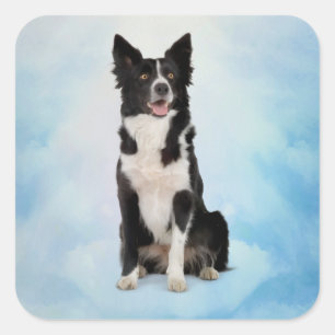 Adesivo Quadrado Border Collie