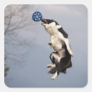 Adesivo Quadrado Border collie imediatamente antes de travar a