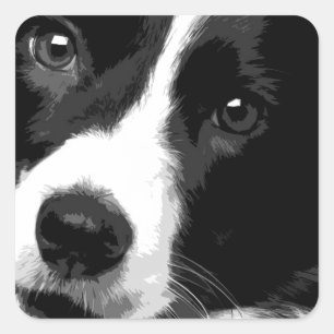 Adesivo Quadrado Border collie preto e branco
