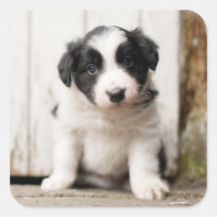 Adesivo Quadrado Border Collie Puppy