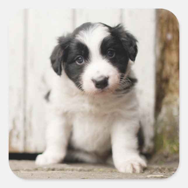 Adesivo Quadrado Border Collie Puppy (Frente)