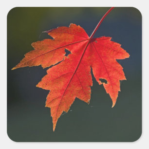 Adesivo Quadrado Bordo Acer rubrum) folha vermelha no outono,