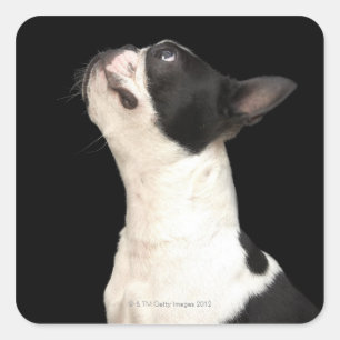 Adesivo Quadrado Boston preto e branco Terrier que olha acima