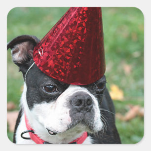 Adesivo Quadrado Boston Terrier