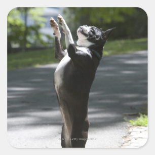 Adesivo Quadrado Boston Terrier 2
