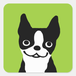 Adesivo Quadrado Boston Terrier - Cachorro Fofo