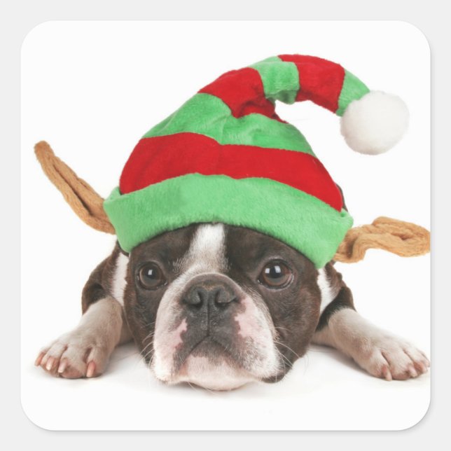 Adesivo Quadrado Boston Terrier com chapéu de Natal (Frente)