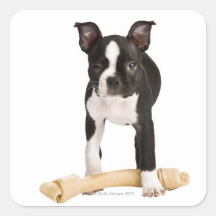 Adesivo Quadrado Boston terrier protegendo osso torrado