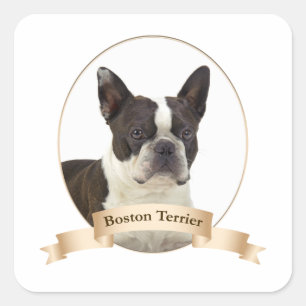 Adesivo Quadrado Boston Terrier Stickers