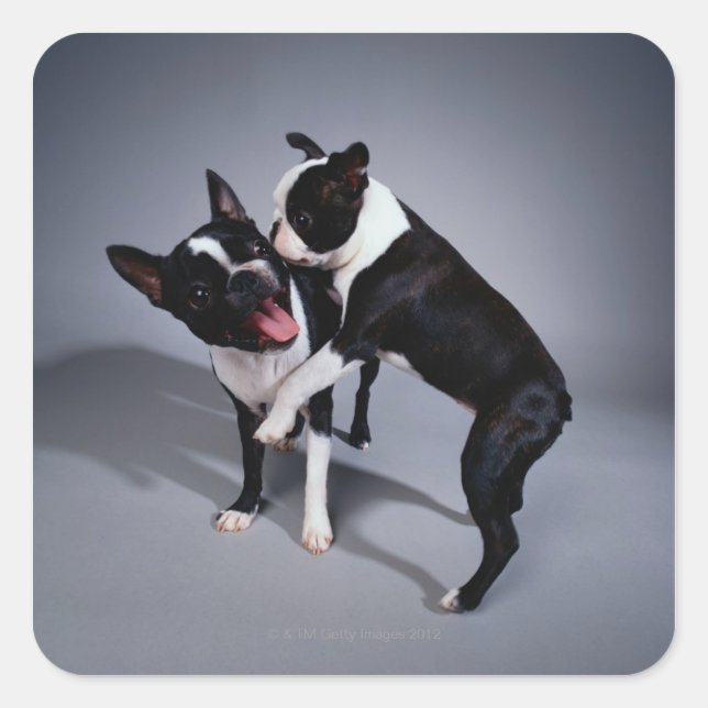 Adesivo Quadrado Boston Terriers Repleto (Frente)