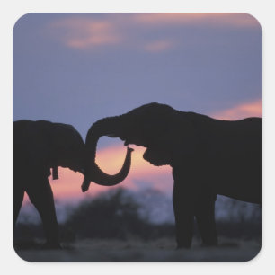 Adesivo Quadrado Botswana, Parque Nacional Chobe, Elefantes