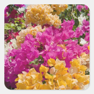 Adesivo Quadrado Bouganvilleau, Cayman Brac, Ilhas Cayman,