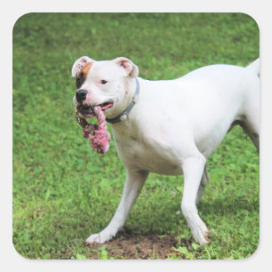 Adesivo Quadrado Boxer