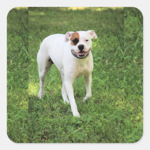 Adesivo Quadrado Boxer