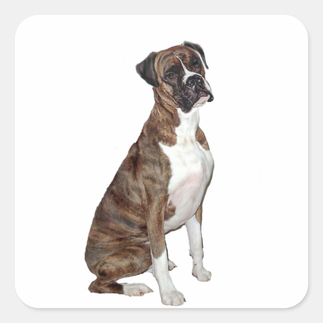 Adesivo Quadrado Boxer - brindle (orelhas naturais) (Frente)