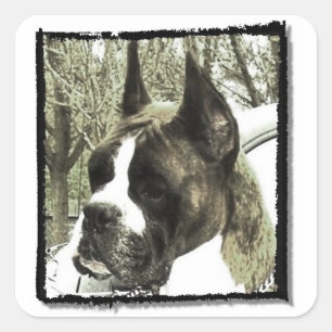 Adesivo Quadrado Boxers para cães