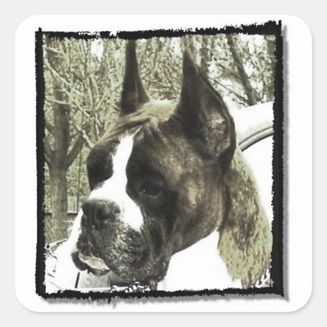 Adesivo Quadrado Boxers para cães (Frente)