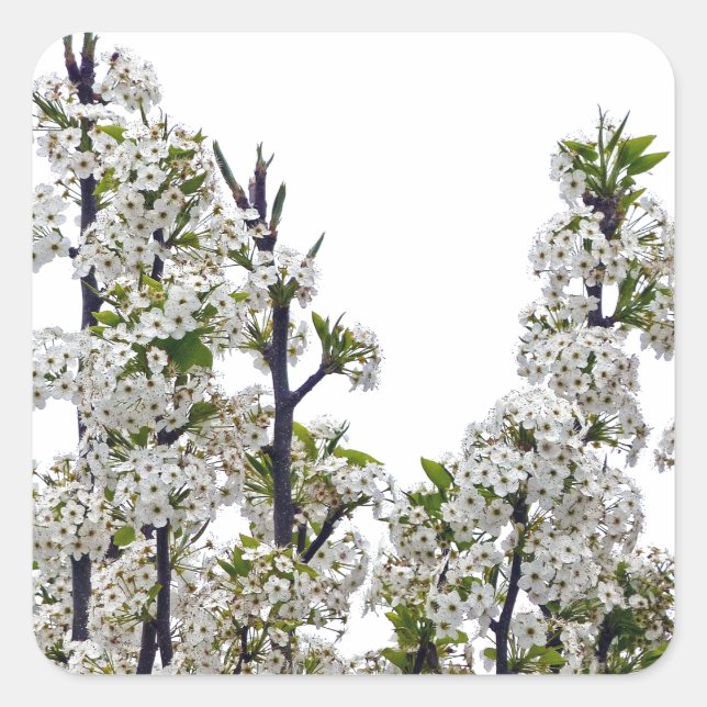 Adesivo Quadrado Bradford Pear Blossoms (Frente)