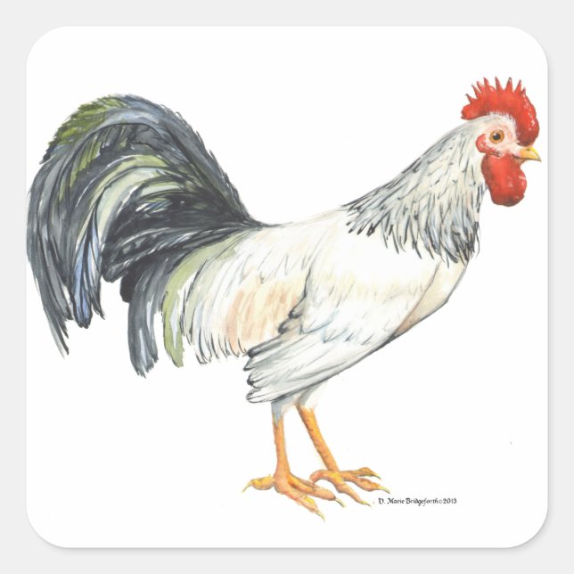 Adesivo Quadrado Branco-galo com Penas de Cauda Preta (Frente)