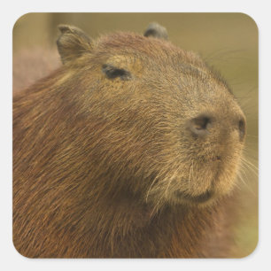Adesivo Quadrado Brasil, Pantanal, Matto Grosso. Capivara