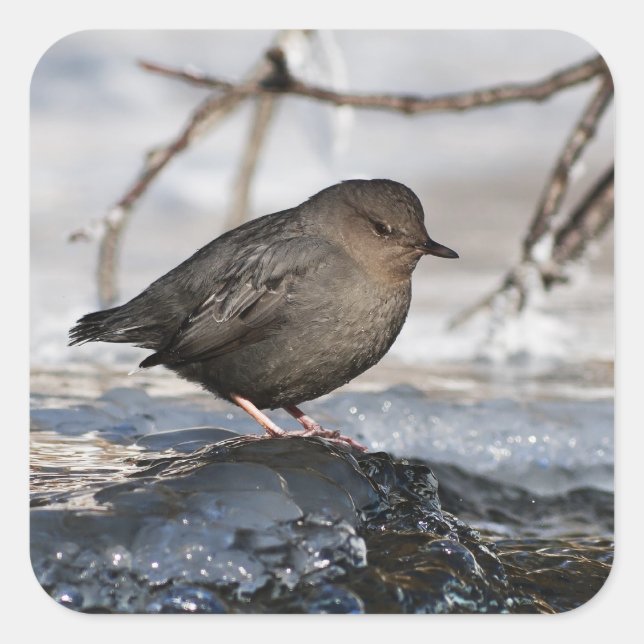Adesivo Quadrado Brave American Dipper (Frente)
