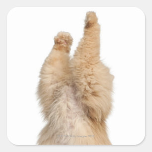 Adesivo Quadrado Brincadeira persa (3 anos)