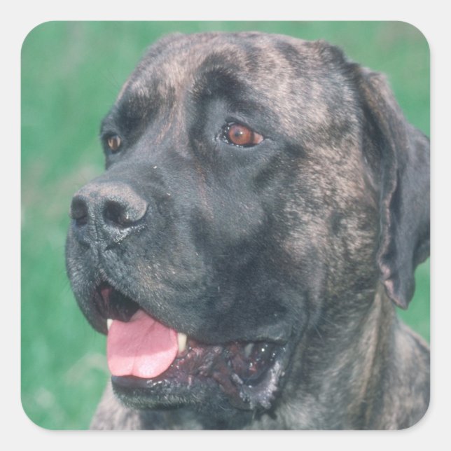 Adesivo Quadrado Brindle Mastiff (Frente)