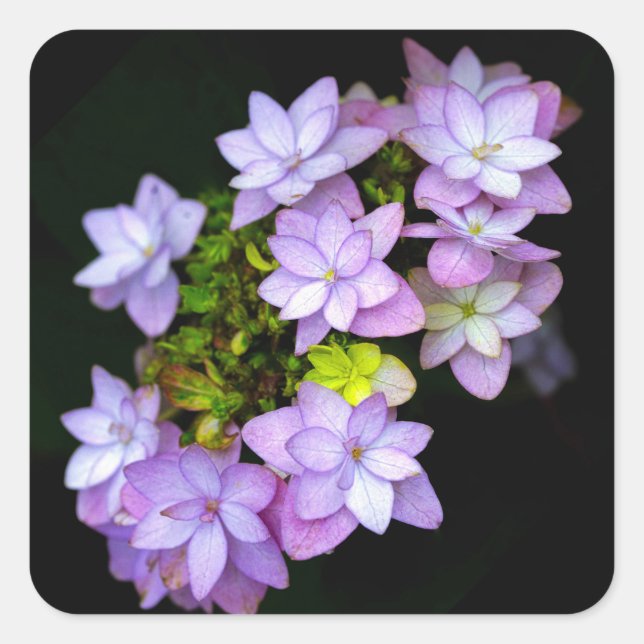 Adesivo Quadrado Buch de Muitas Flores Roxas Petaladas (Frente)
