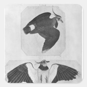 Adesivo Quadrado Budgerigars, o do álbum de Vallardi