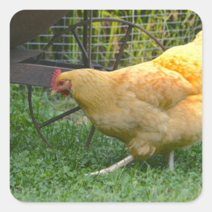 Adesivo Quadrado Buff Orpington Hen Sticker
