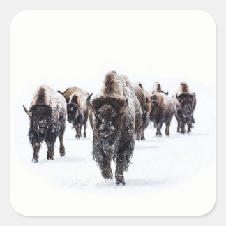 Adesivo Quadrado Buffalo