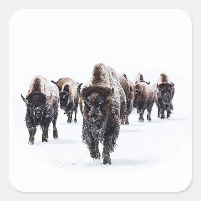 Adesivo Quadrado Buffalo (Frente)