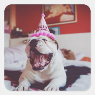 Adesivo Quadrado Buldogue britânico das imagens de Getty