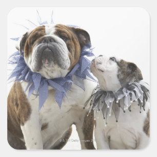 Adesivo Quadrado Buldogue britânico e filhote de cachorro que