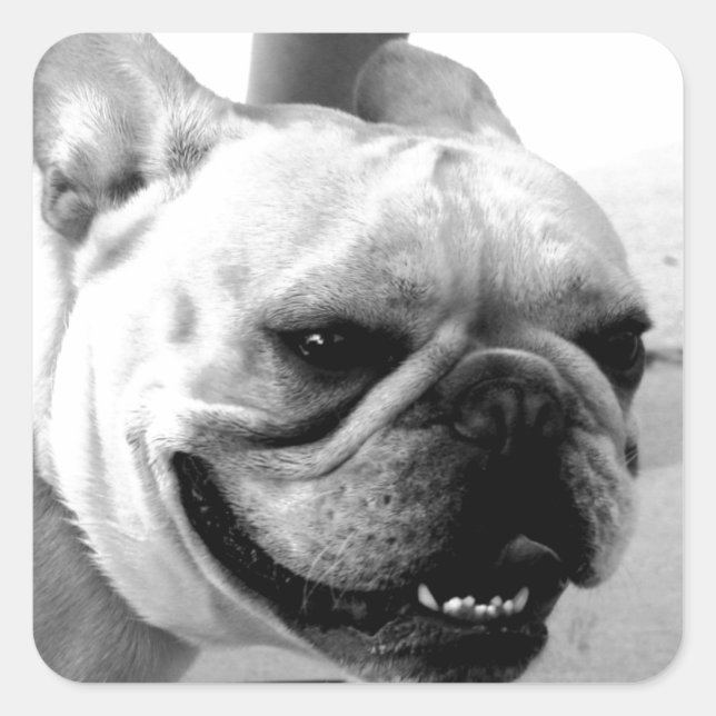 Adesivo Quadrado Buldogue Francês (Frente)