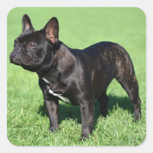 Adesivo Quadrado Buldogue Francês